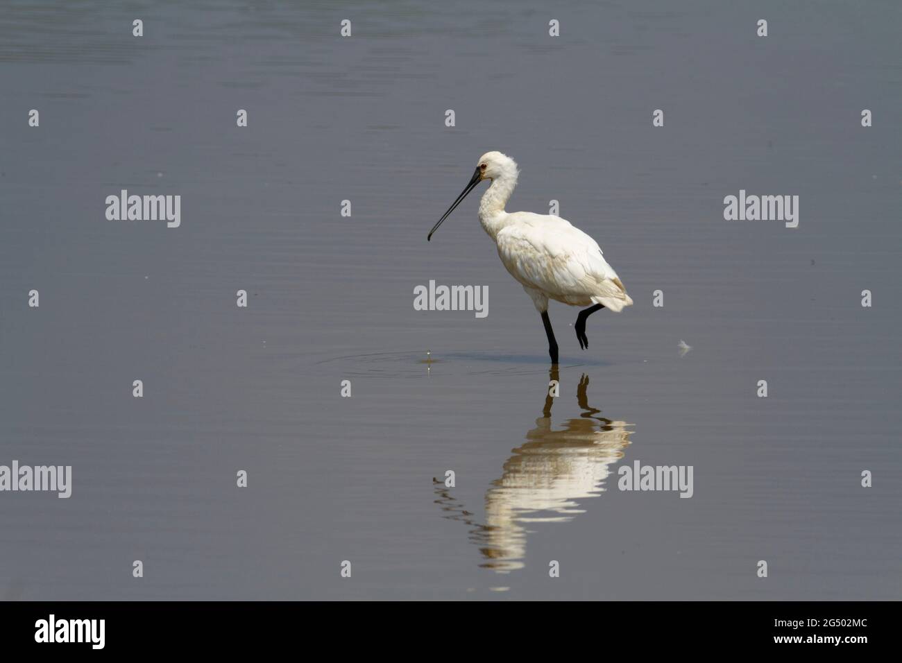 Platalea leucorodia, un spaton eurasien, barboter en eau peu profonde Banque D'Images