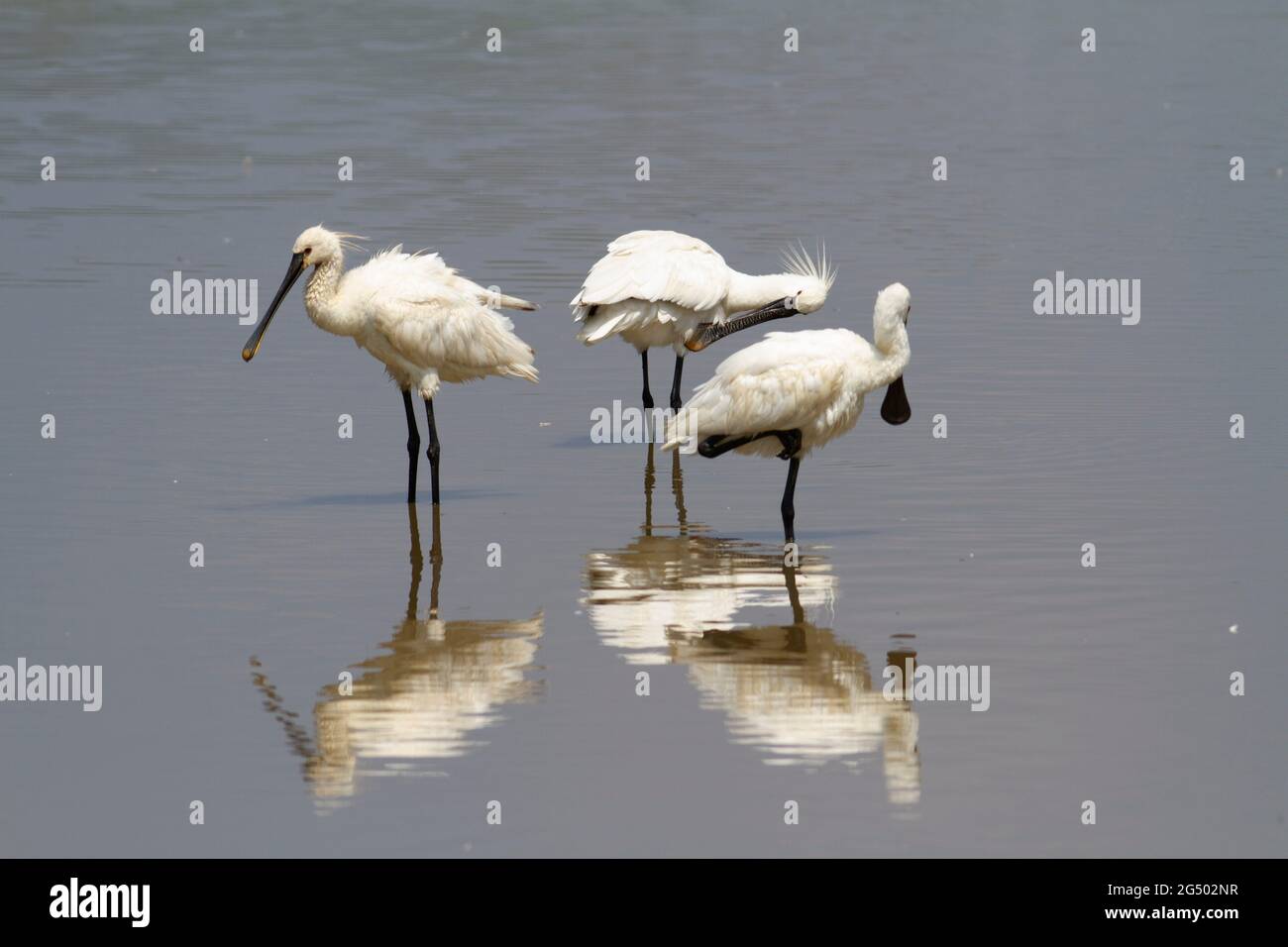 Platalea leucorodia, un spaton eurasien, barboter en eau peu profonde Banque D'Images