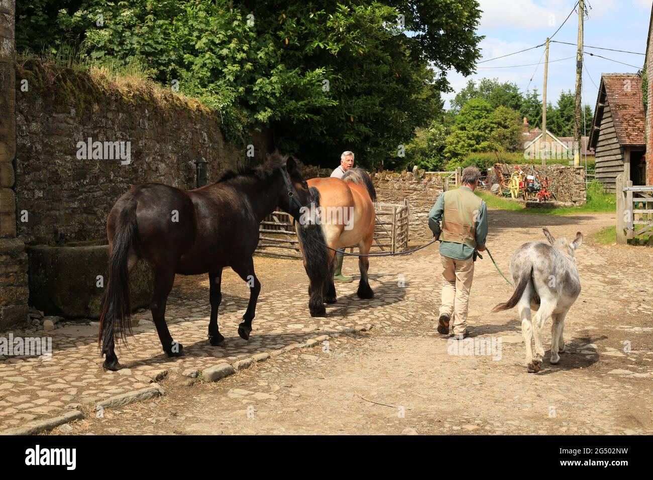 Un Mule a Donkey et un cheval étant conduits à travers la ferme à la ferme historique d'Acton Scott, Shropshire, Royaume-Uni. Banque D'Images