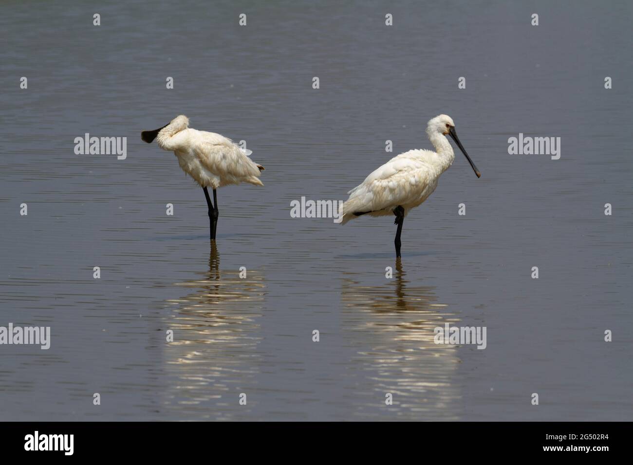 Platalea leucorodia, un spaton eurasien, barboter en eau peu profonde Banque D'Images