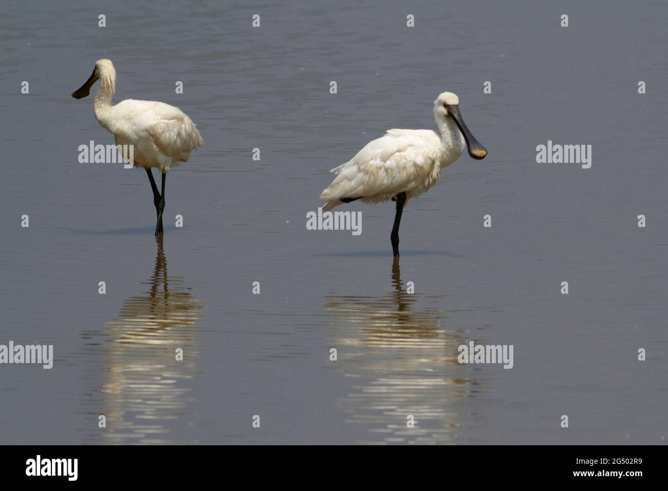 Platalea leucorodia, un spaton eurasien, barboter en eau peu profonde Banque D'Images