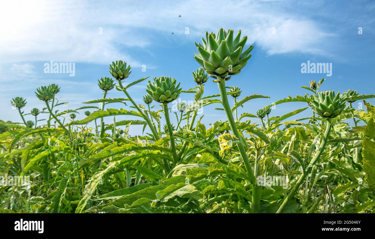 Têtes d'artichaut contre le ciel bleu, grand angle spectaculaire Banque D'Images