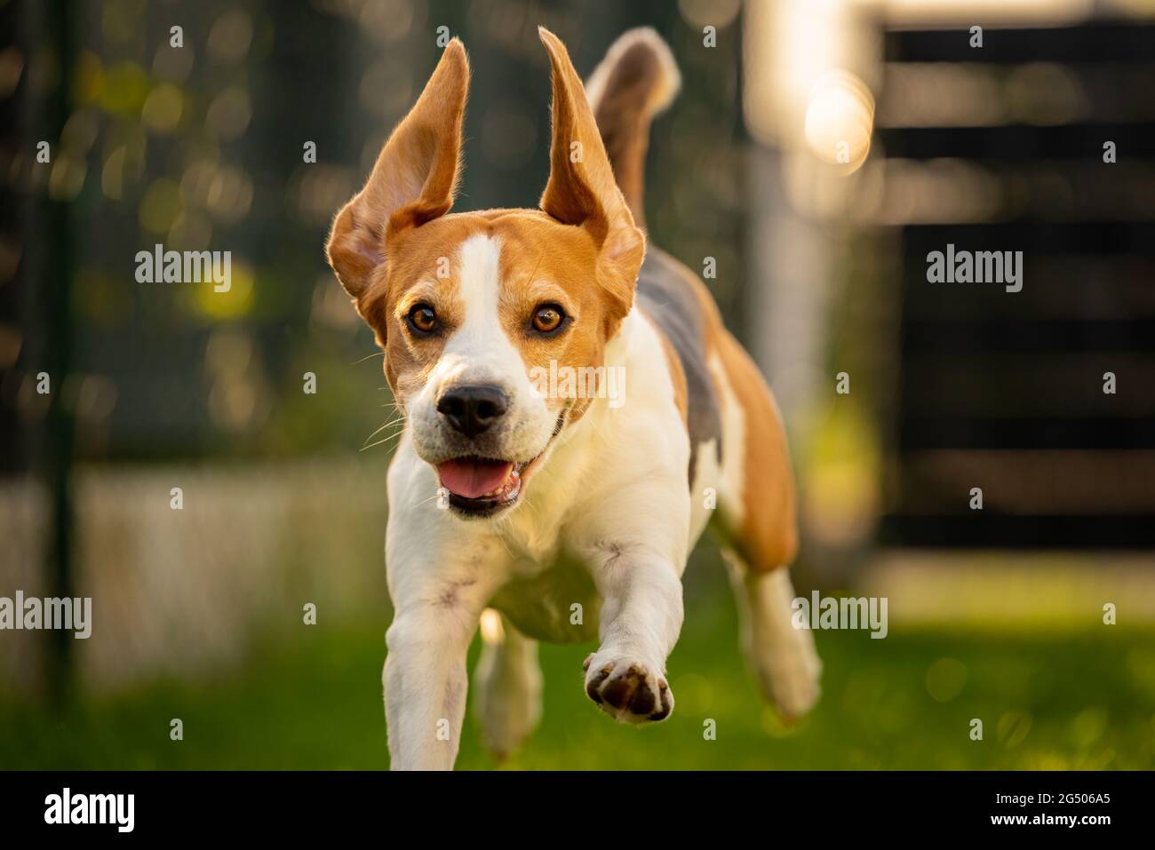 Un chien heureux qui traverse la pelouse vers l'appareil photo. Banque D'Images