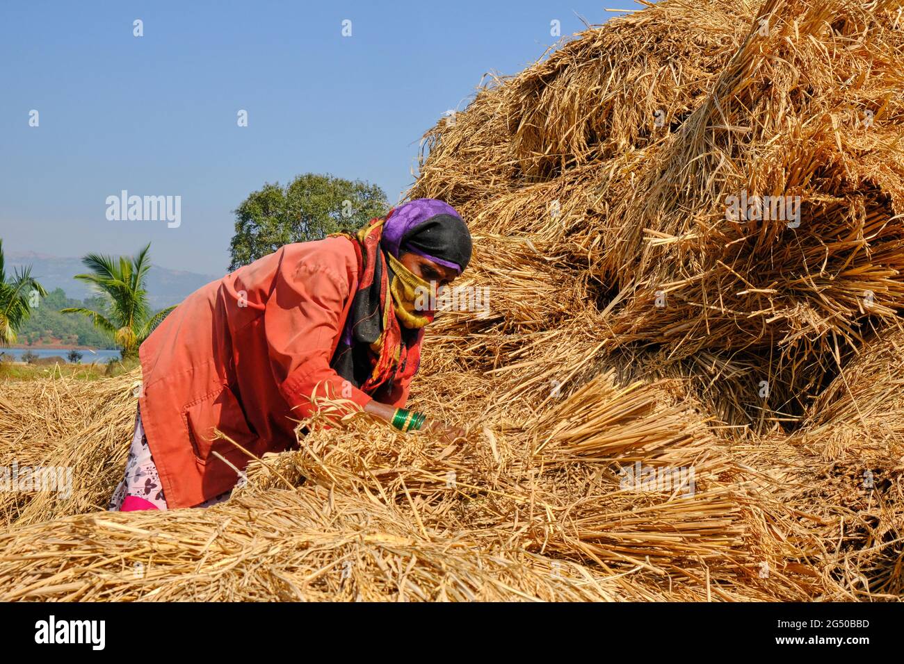 09 décembre 2020, une femme agricole indienne collectant des lots de tiges de blé, Bhor, Maharashtra, Inde Banque D'Images
