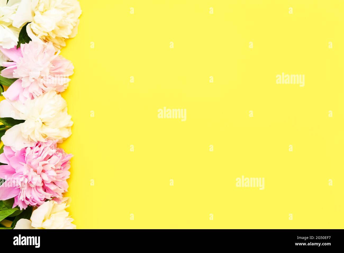 Bordure florale en boutons de fleurs de pivoines roses et blanches sur fond jaune vif. Concept de fête de la Saint-Valentin, de fête des mères et d'anniversaire. Banque D'Images