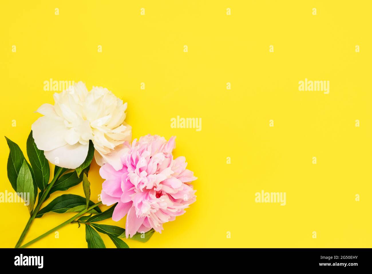 Boutons de fleurs de pivoines roses et blanches sur fond jaune vif. Plan à plat, espace de copie pour le texte Banque D'Images
