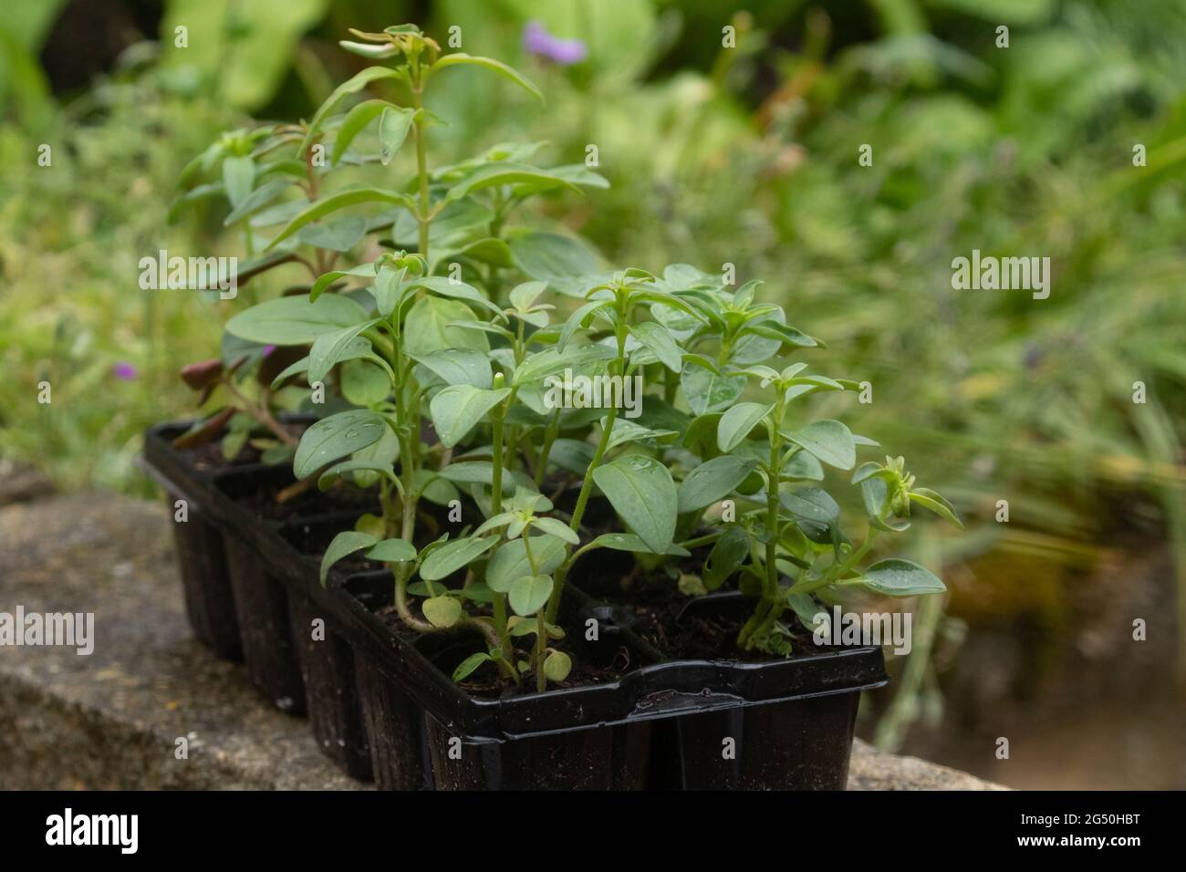 Plantes de bouchon d'Antirrhinum dans des cellules végétales en plastique. Banque D'Images