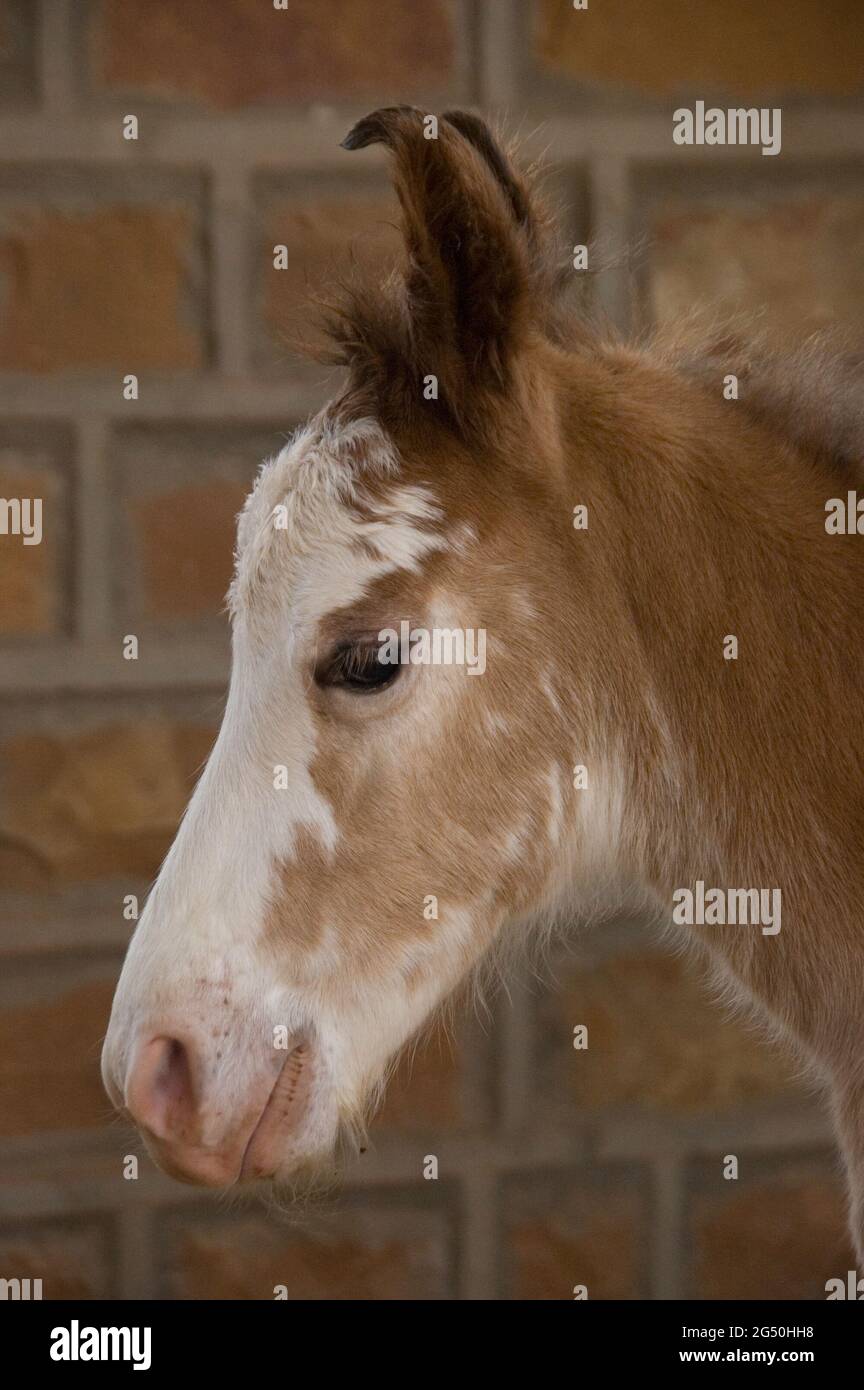 Sindhi Horse Foal, 3 jours Banque D'Images