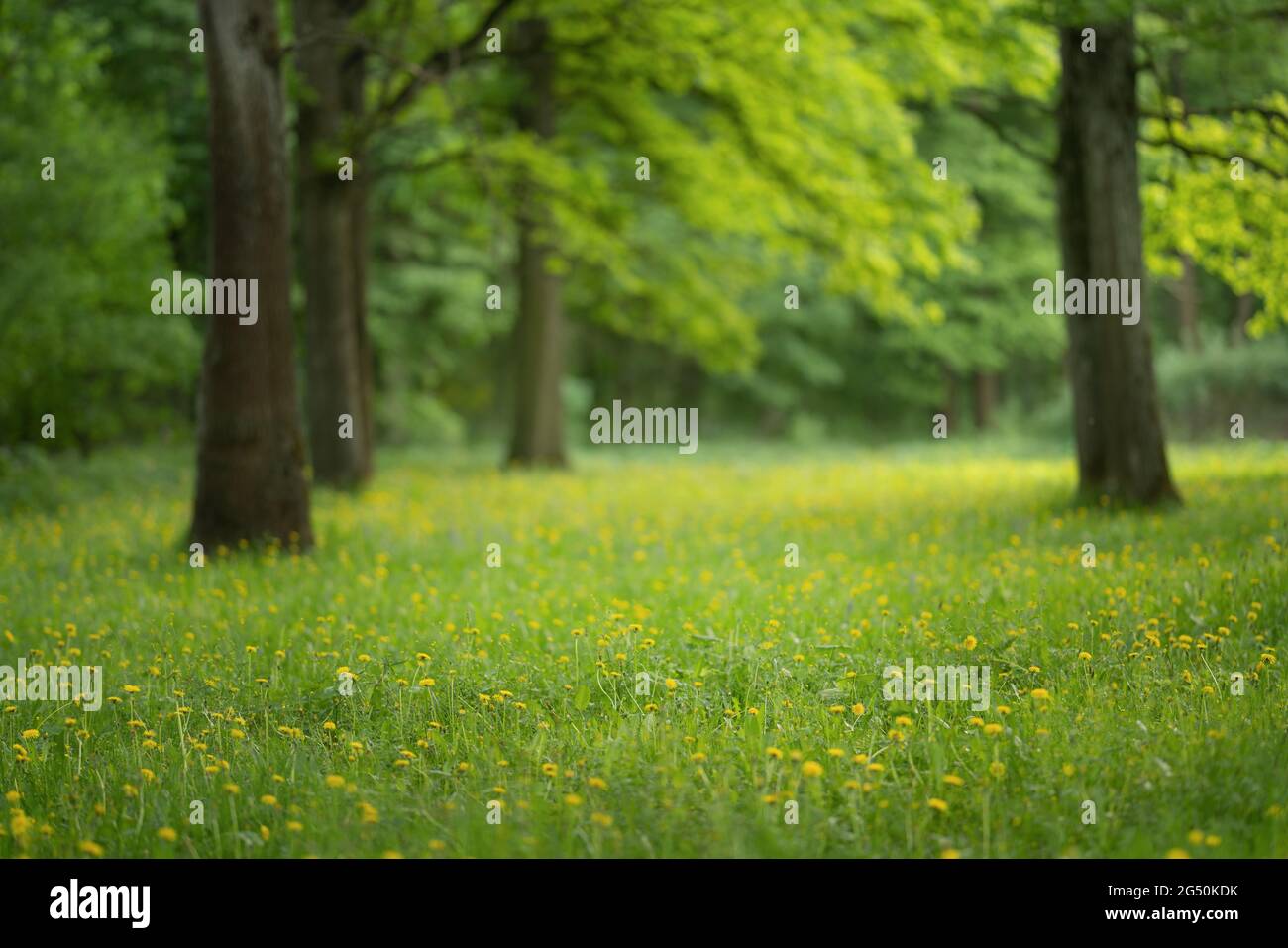 Pelouse verte dans city park Banque D'Images