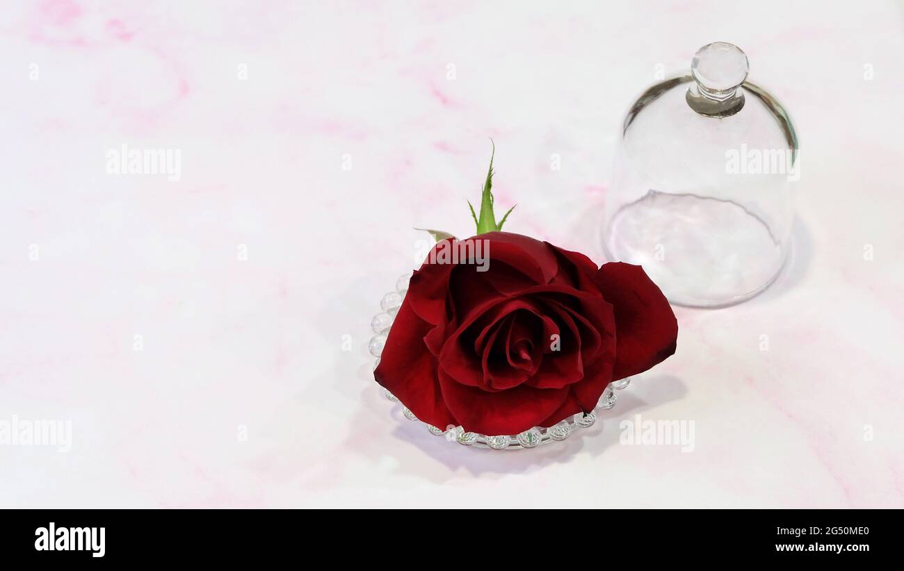 Un couvercle en verre vide en forme de cloche avec une rose rouge à côté. Avec l'espace de copie sur la gauche. Banque D'Images