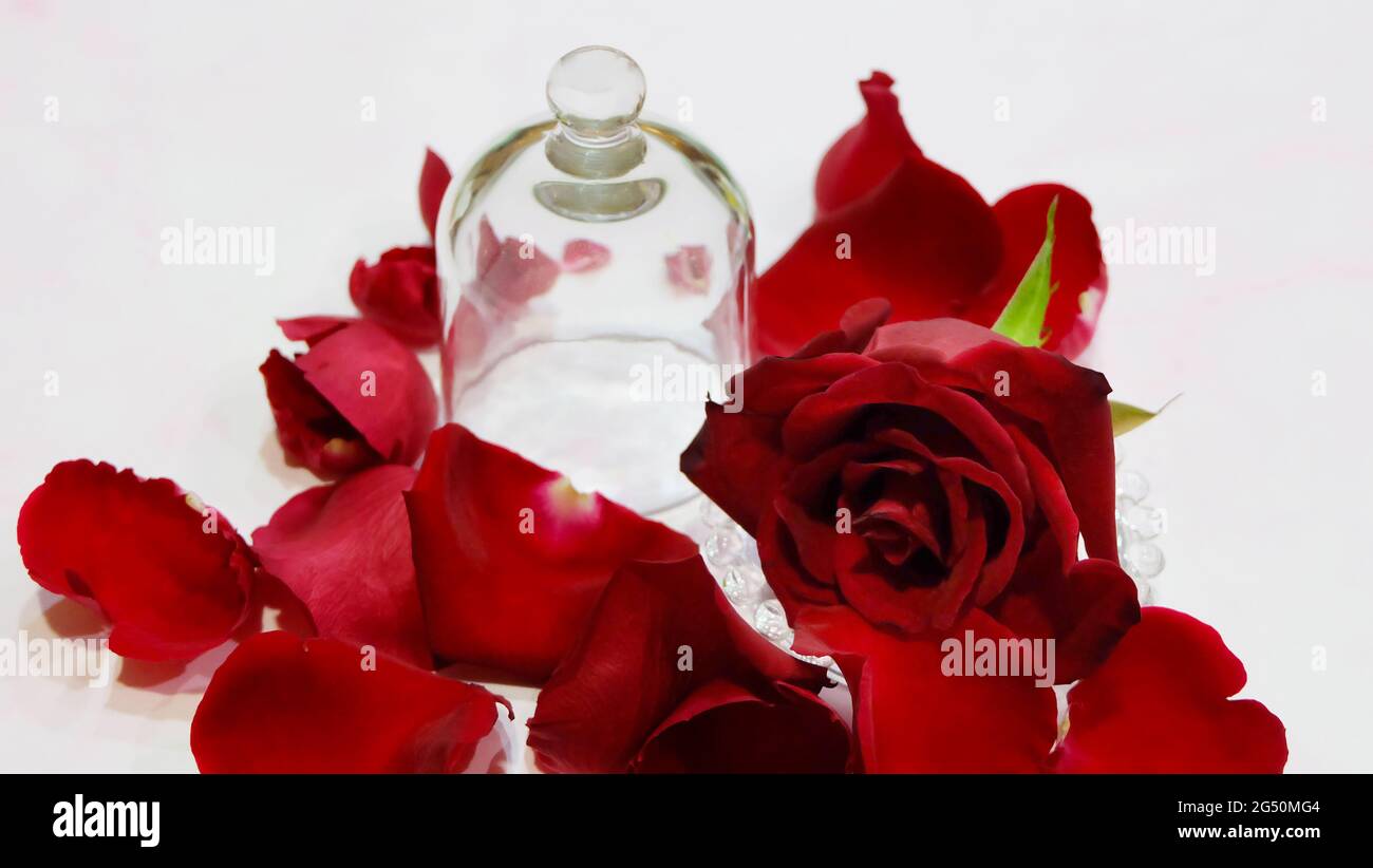 Un pot vide en verre en forme de cloche avec le couvercle, avec une rose rouge et de nombreux pétales s'étalant autour. Banque D'Images