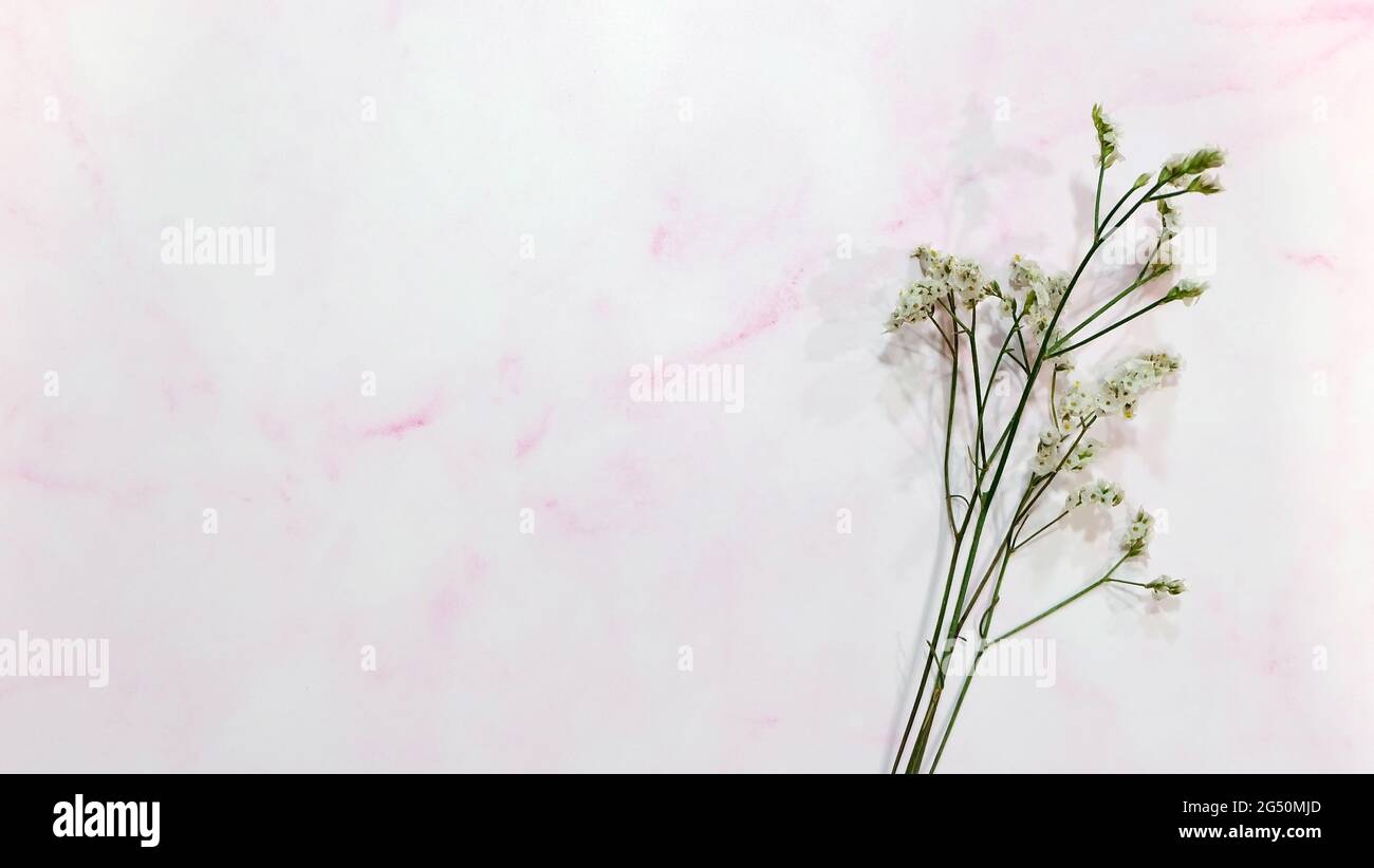 Pond plat de branches de gitsophila avec de petites fleurs blanches, sur une surface en marbre rose. Avec l'espace de copie sur la gauche. Banque D'Images