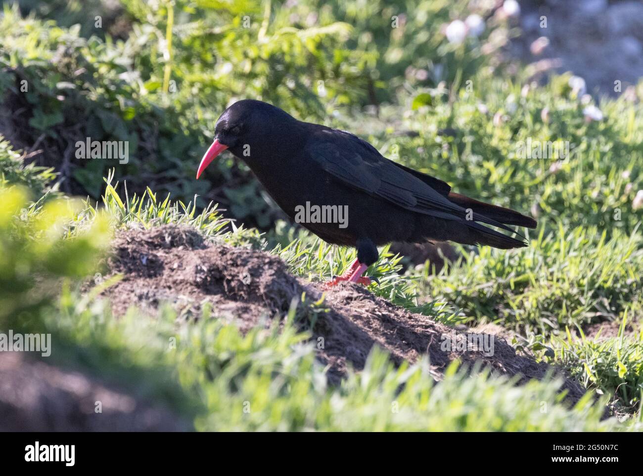 Red Bleked Chough, Pyrrhocorax pyrrhocorax, une vue latérale pour adultes, vue sur l'île de Skomer, Pembrokeshire pays de Galles Royaume-Uni Banque D'Images