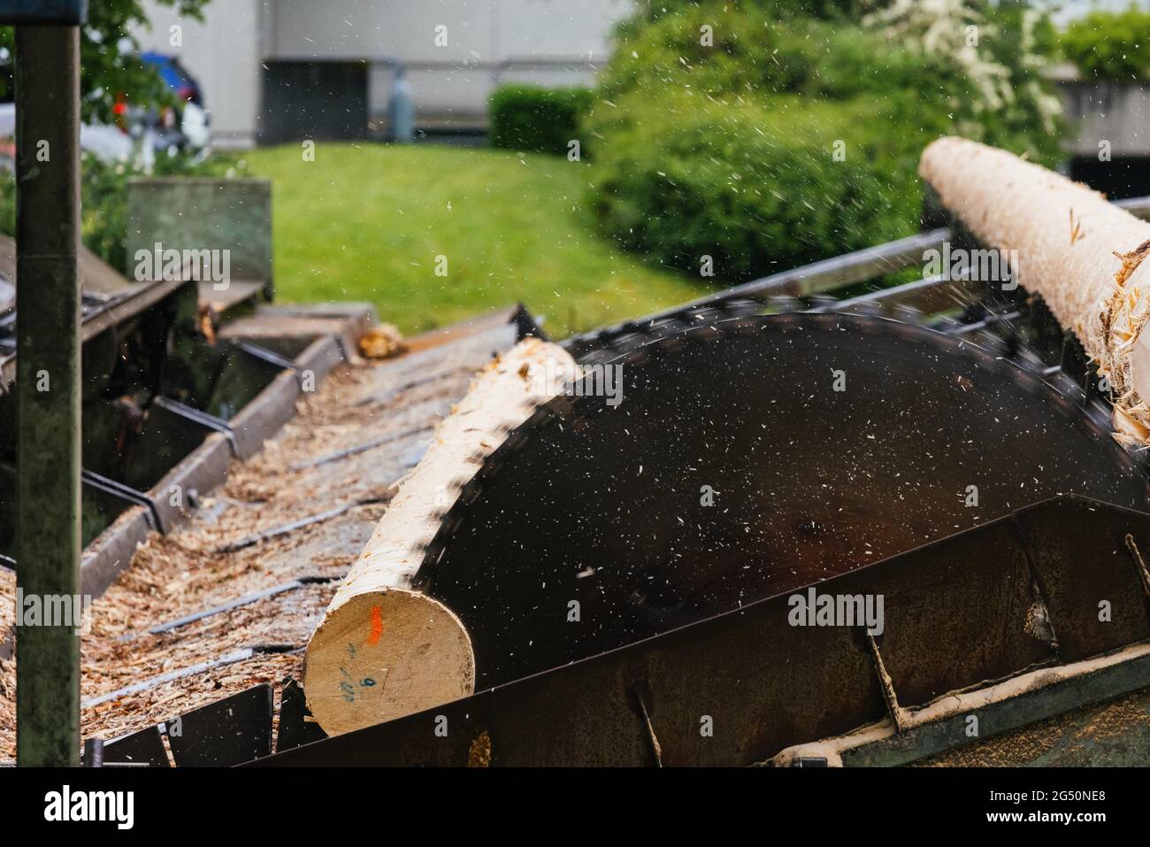 Hausach, Allemagne. 07e juin 2021. Une lame de scie dans les locaux d'une scierie scie un tronc d'arbre écorché. Les prix du bois sur le marché mondial ont fortement augmenté ces derniers temps, et ce changement se fait également sentir dans les Scieries du sud-ouest. Credit: Philipp von Ditfurth/dpa/Alay Live News Banque D'Images