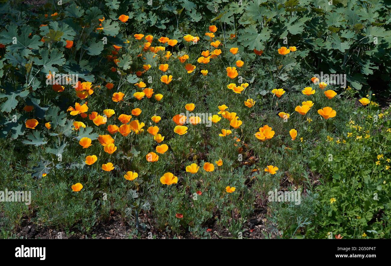 Le Papaver somniferum 'Mark prune' fleurit dans le jardin botanique de l'université de Cambridge, en Angleterre. Banque D'Images