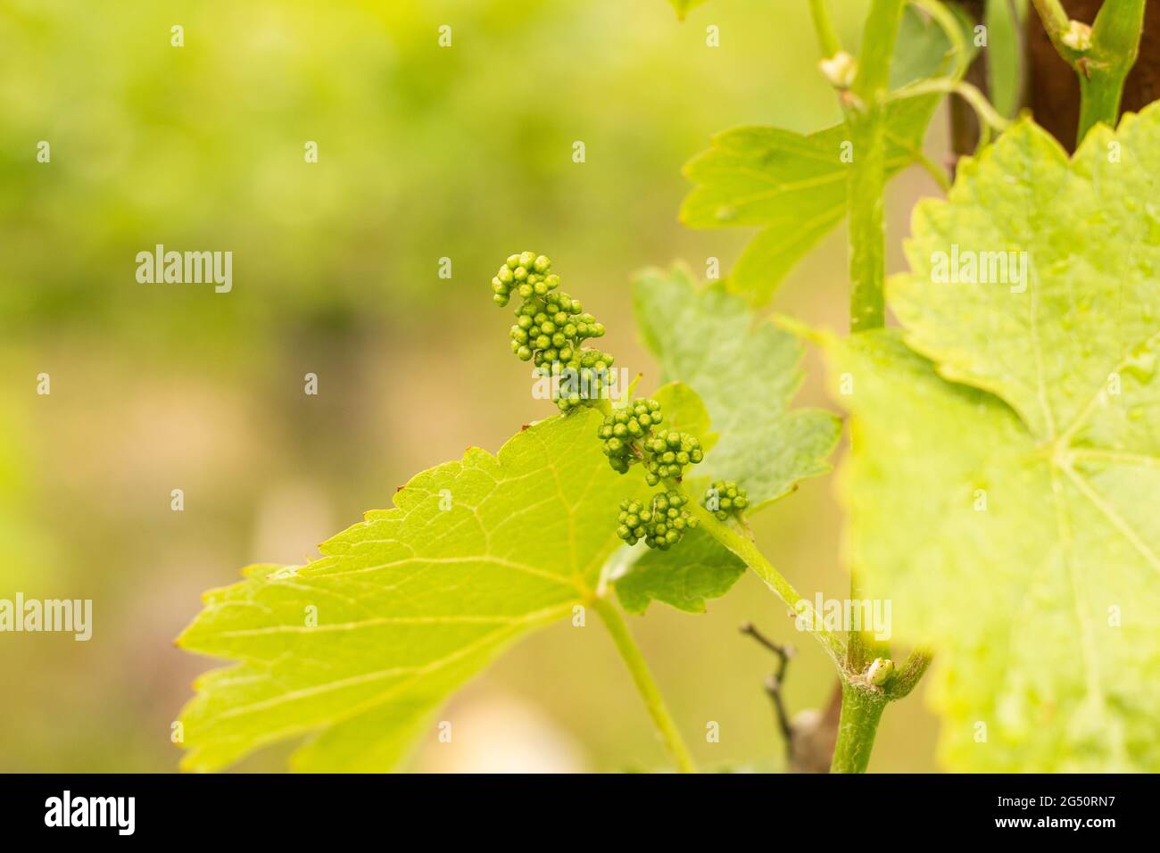 Les jeunes inflorescences florales de petits pains verts de raisins sur un fond flou du vignoble Banque D'Images