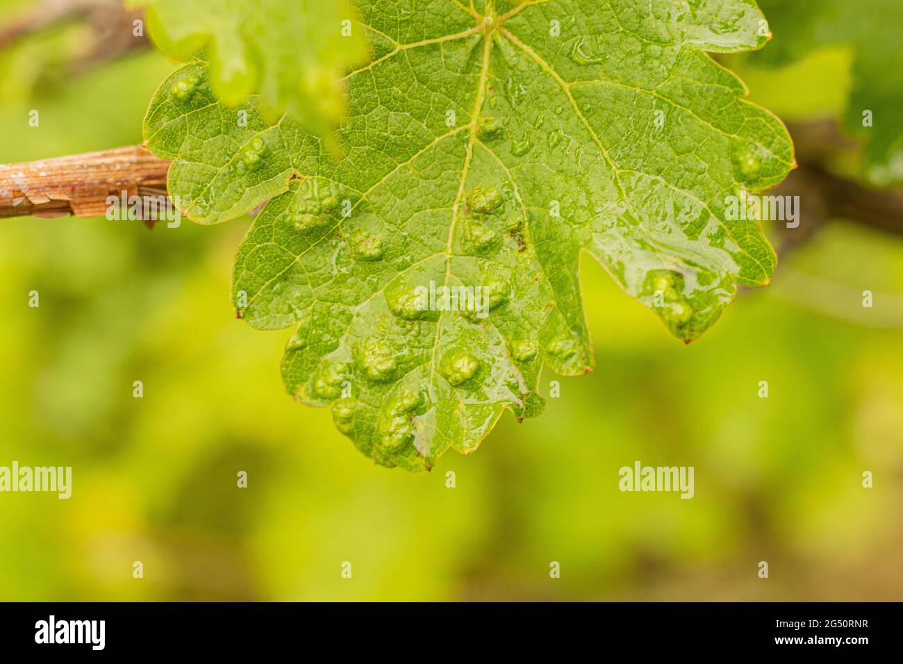 Une feuille de raisin endommagée par un acarien d'araignée sur un fond vert flou. Maladies des vignobles Banque D'Images