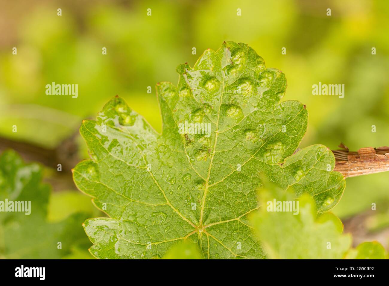 Une feuille de raisin vert endommagée par un acarien d'araignée sur un fond flou. Maladies de la vigne Banque D'Images