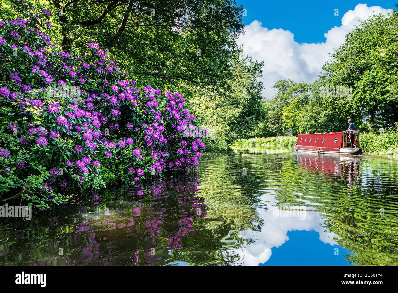 Barge de bateau à rames River Wey naviguant en amont de Papercourt Lock lors d'une journée de printemps calme et ensoleillée avec des rhododendrons sauvages colorés qui poussent sur la rive de la rivière Banque D'Images