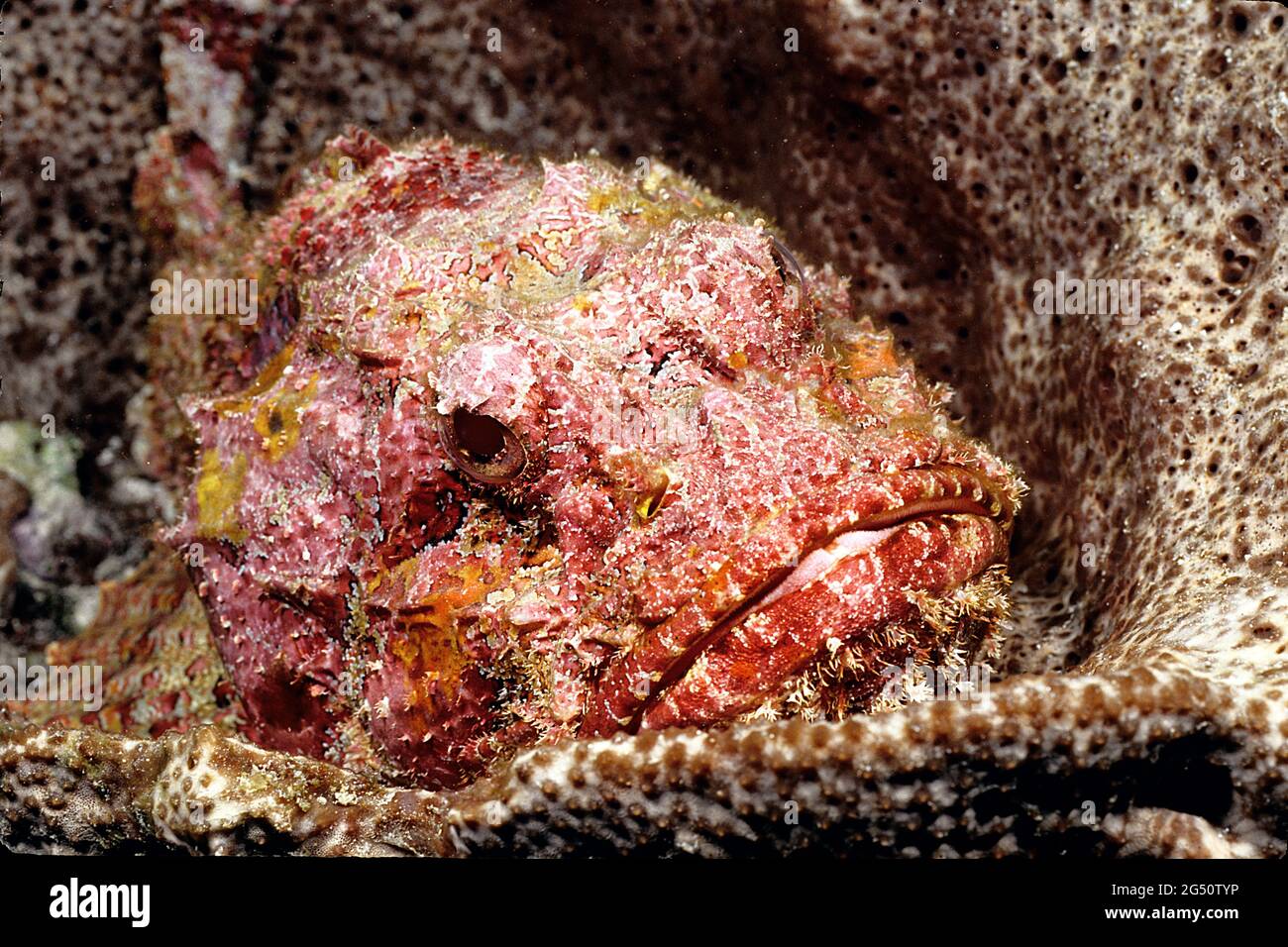Scorpionfish peering hors de vase éponge, Curaçao, îles ABC Banque D'Images