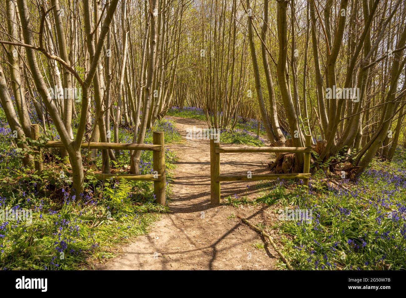 Chemin à travers les bois de Bluebell au printemps près d'Ightham Kent Banque D'Images