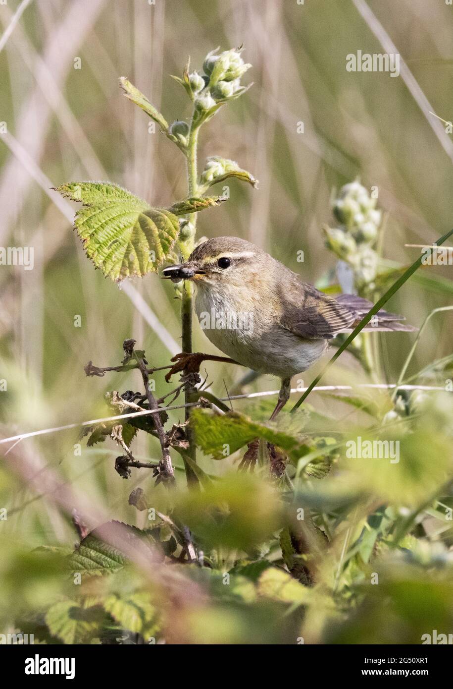 Willow Warbler UK; une Paruline à saule adulte, Phylloscopus trochilus, avec une chenille, Suffolk UK Banque D'Images
