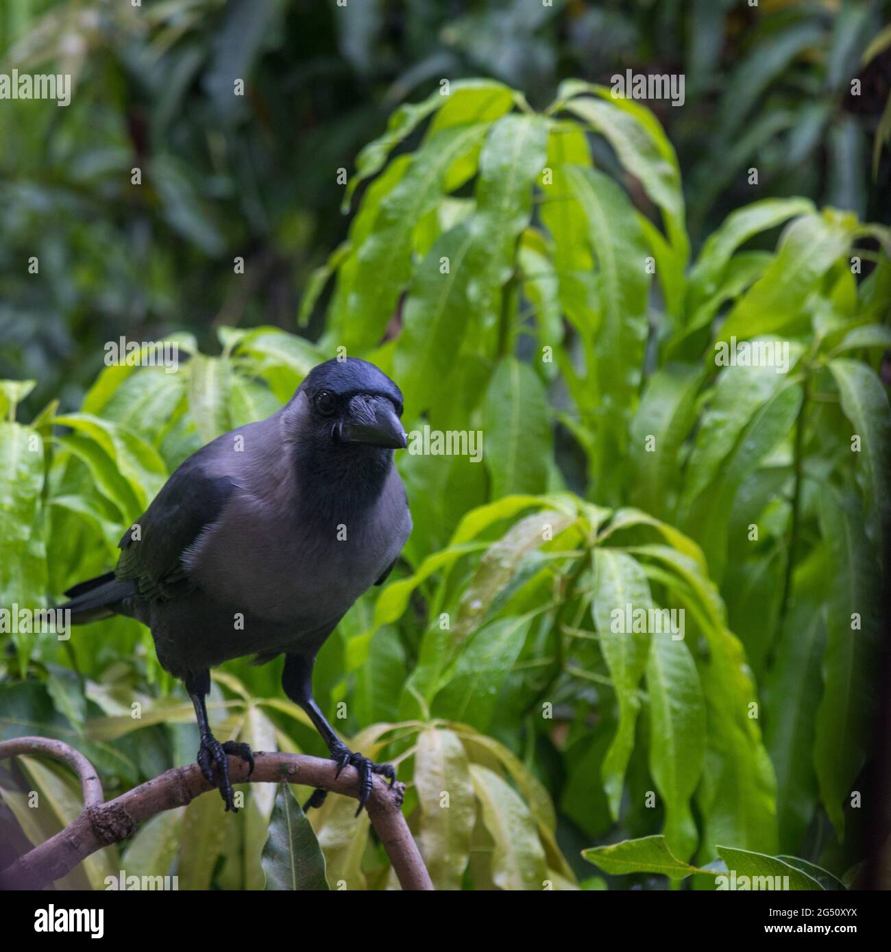 Crow urbain debout sur une branche d'arbre à la recherche DE NOURRITURE Banque D'Images