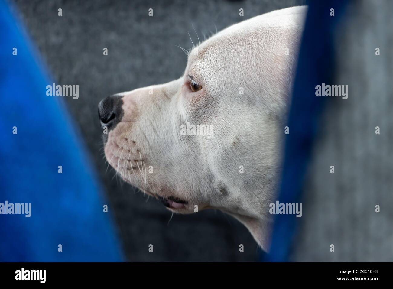 Tête de chien blanc de taureau terrier entre les sièges dans un bus. Banque D'Images