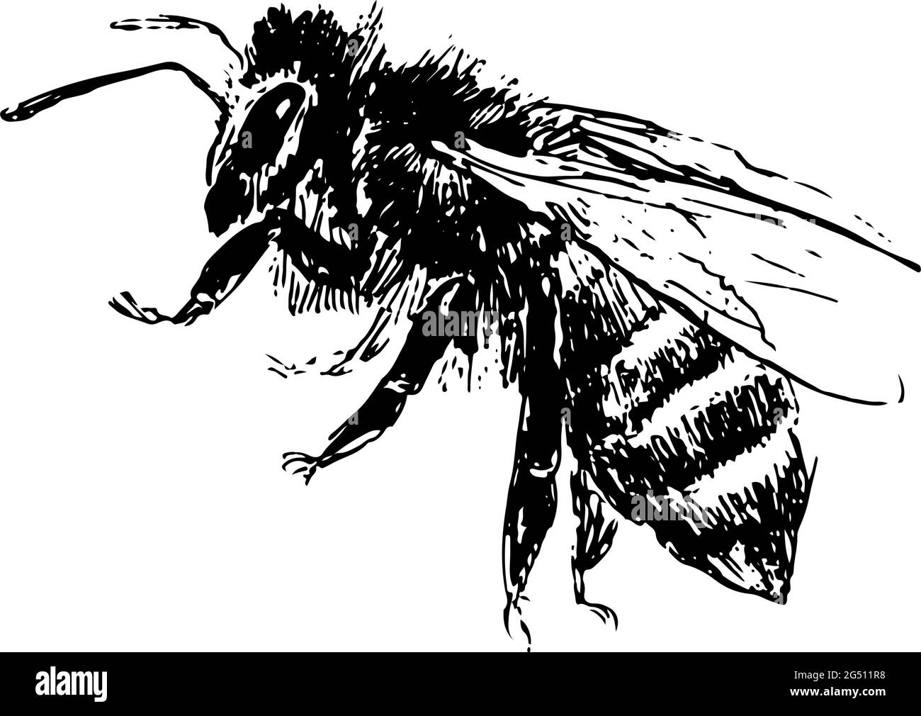 abeille dessinée à la main vecteur noir miel Illustration de Vecteur