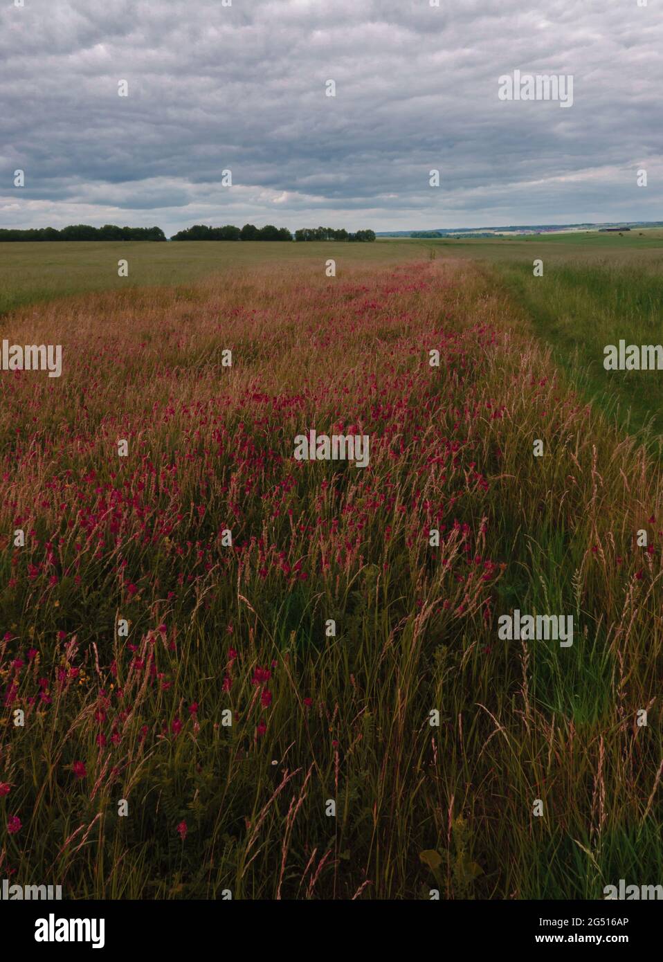 Un champ rouge foncé brillant avec des têtes de fleurs de Sainfoin (Onobrychis viciifolia) croissant dans la prairie de craie de la plaine de Salisbury Banque D'Images