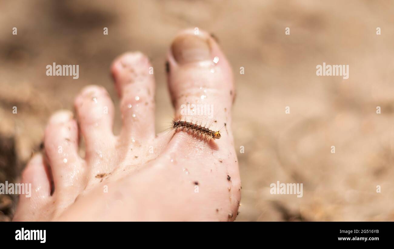 La chenille poilue de petite taille monte après la jambe humaine. Concentrez-vous sur caterpillar. Banque D'Images