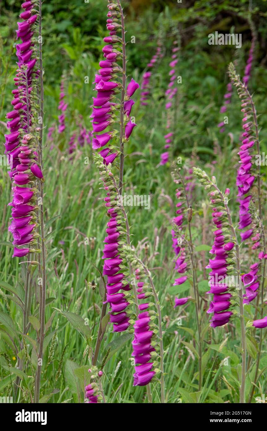 Masse de fleurs sauvages non cultivées, Digitalis purpurea. Banque D'Images