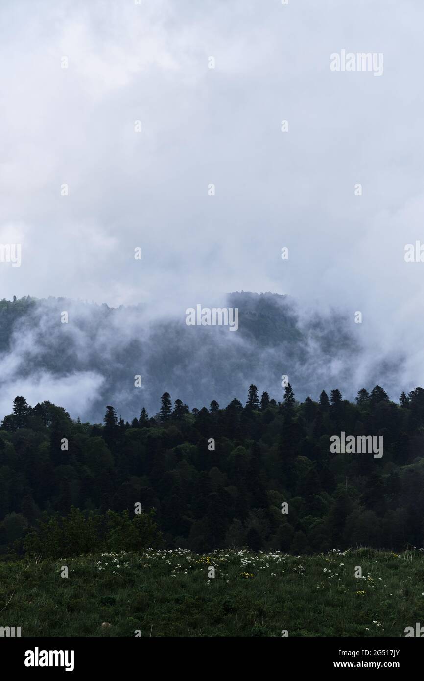 Le nuage enveloppe la forêt dense de conifères feuillus. Magnifique paysage mystique atmosphérique dans le parc national de Russie. Forêt et montagnes dans le brouillard Banque D'Images