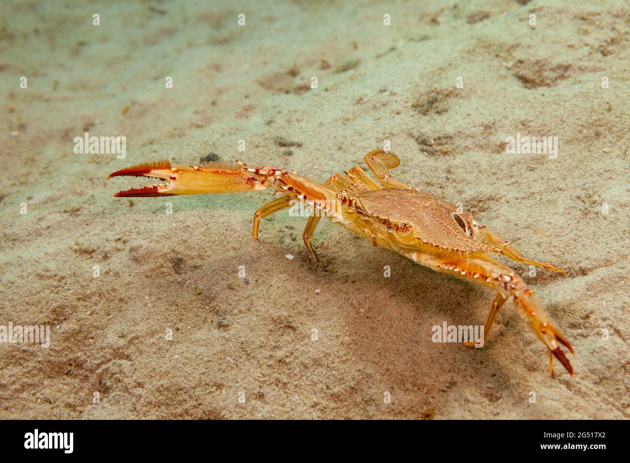 Ce crabe ocellate, Portunus sebae, a été photographié au large de Singer Island, en Floride, aux États-Unis, où on ne les trouve qu'occasionnellement. Ils sont plus co Banque D'Images