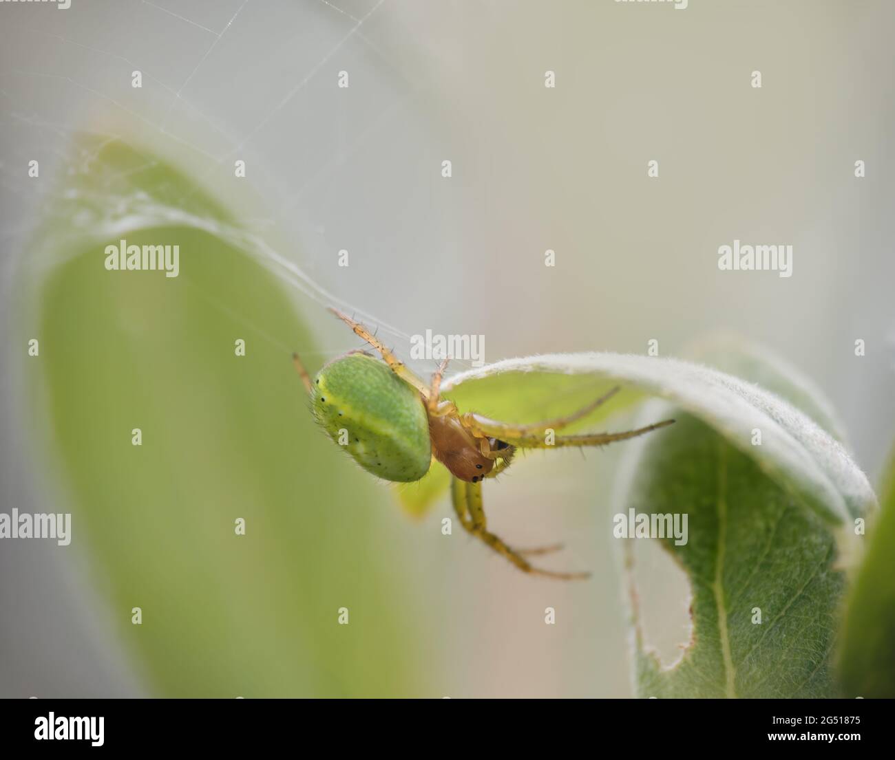 Araniella cucurbitina aka Cucumber araignée dans l'habitat. ROYAUME-UNI. Banque D'Images