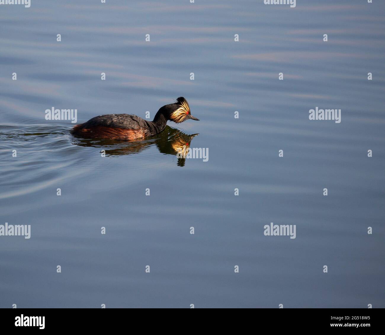 Le grèbe élevé nageant dans le lac des prairies (Podiceps nigricollis) Banque D'Images