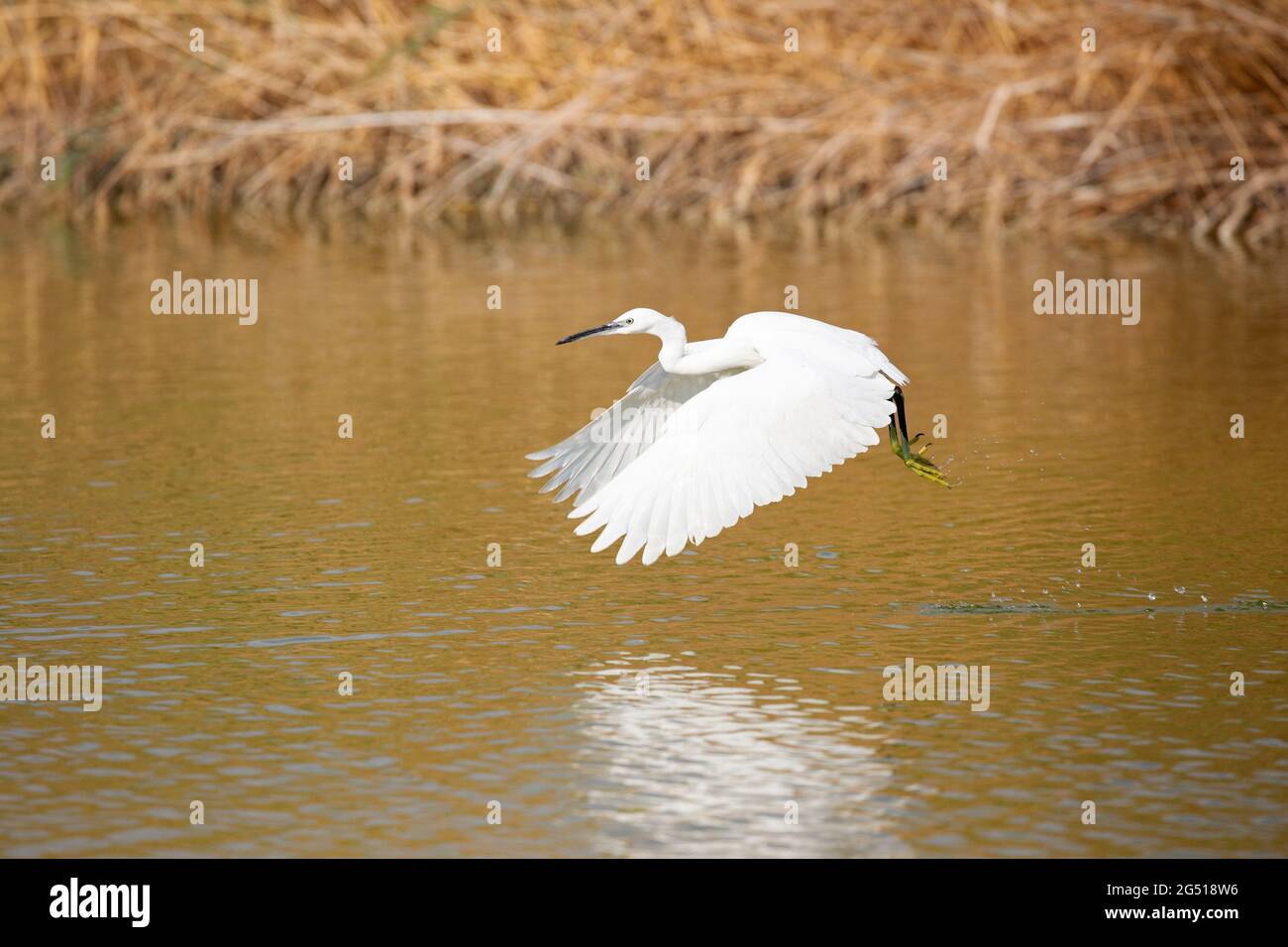 Little Egret en vol depuis le marais à l'International Birding and Research Cente à Eilat (Egretta garzetta) Banque D'Images