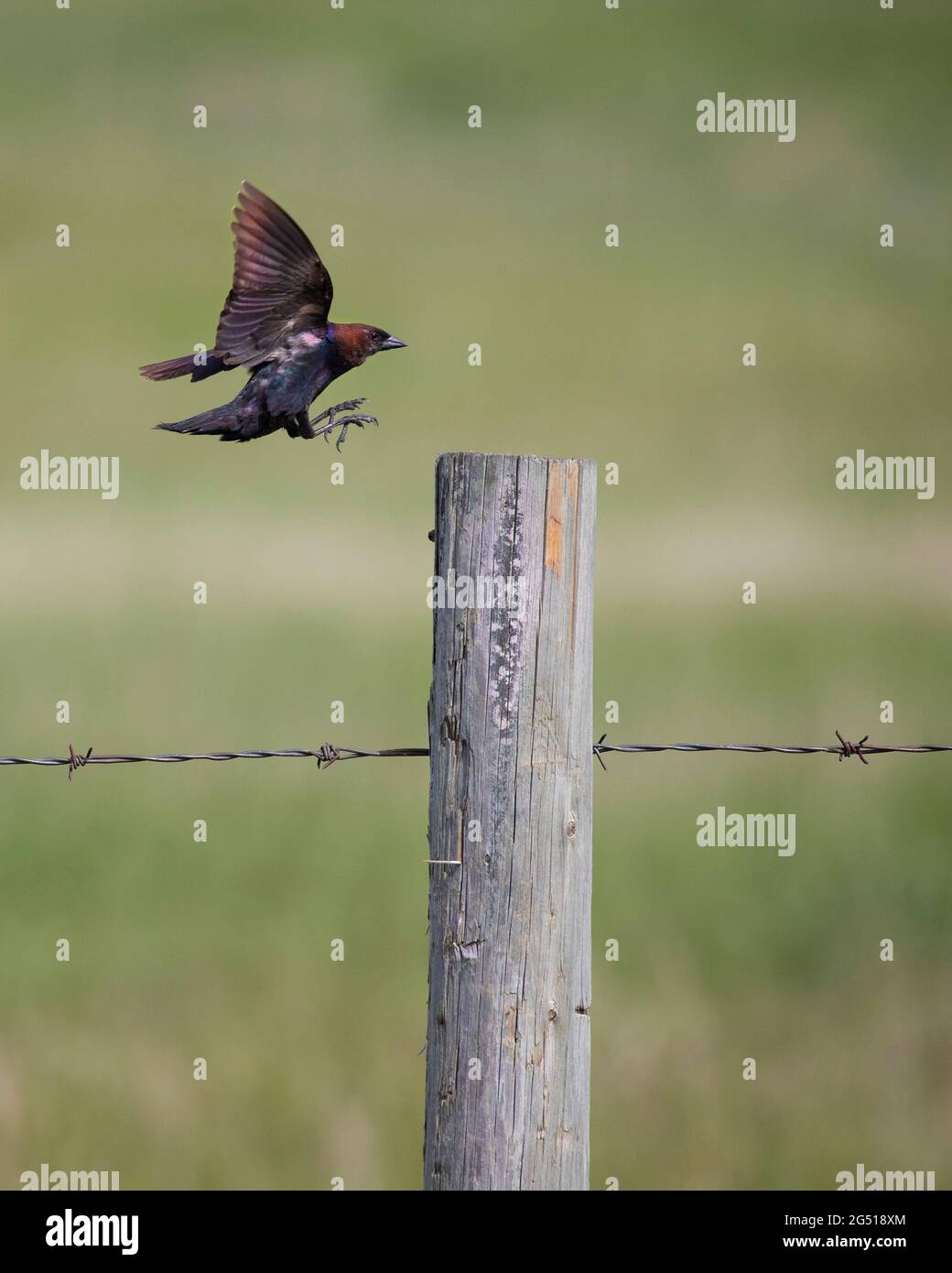 Un mâle de cowbird à tête brune atterrit sur un poteau de clôture barbelé (Molothrus ater) Banque D'Images