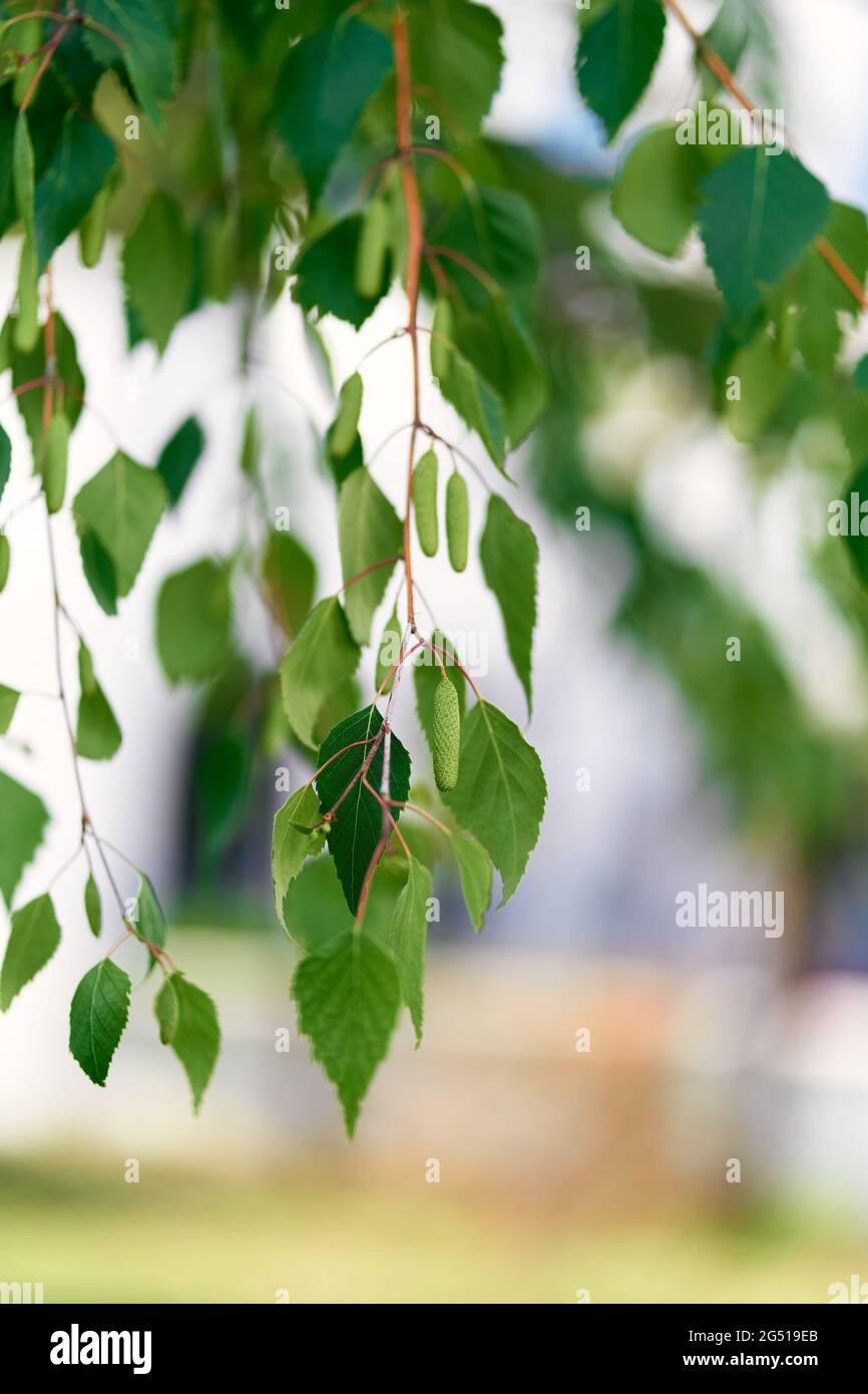Jeunes feuilles vertes et chatons sur des branches de bouleau Banque D'Images