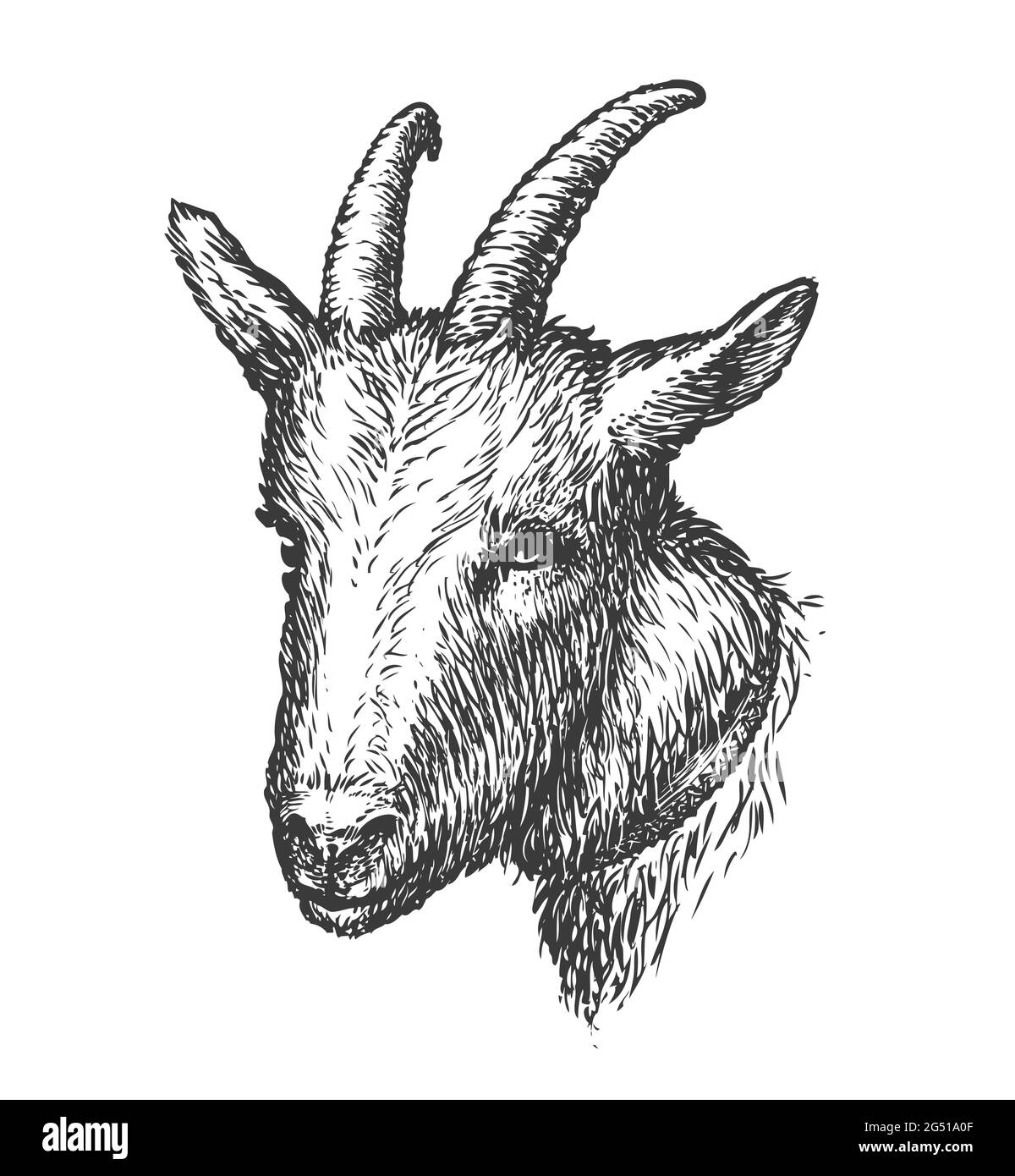 Tête de chèvre tirée. Illustration du vecteur animal de ferme Illustration de Vecteur