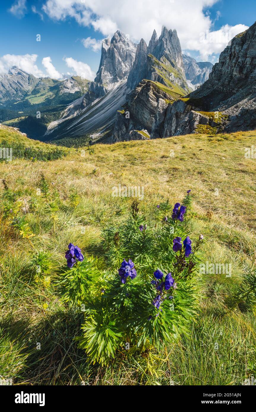 Pics de Seceda. Trentin-Haut-Adige, Alpes Dolomites, Tyrol du Sud, Italie. Chaîne de montagnes Odle, Val Gardena. Majestueux sommet de Furchetta Banque D'Images
