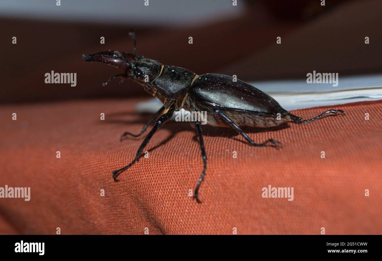 Lucanus cervus, coléoptère européen du cerf, espèce protégée, insecte a volé dans la maison Banque D'Images