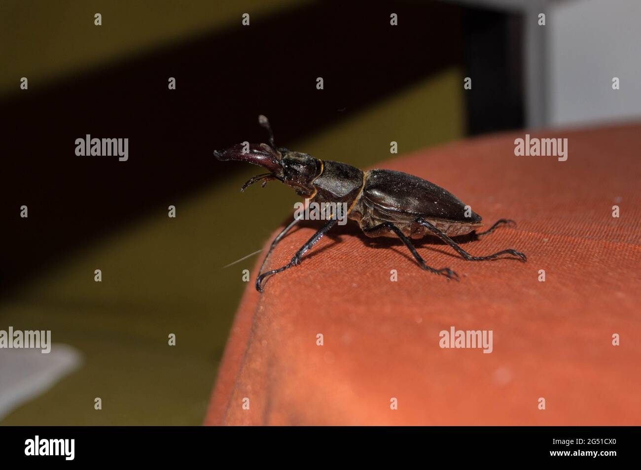 Lucanus cervus, coléoptère européen du cerf, espèce protégée, insecte a volé dans la maison Banque D'Images