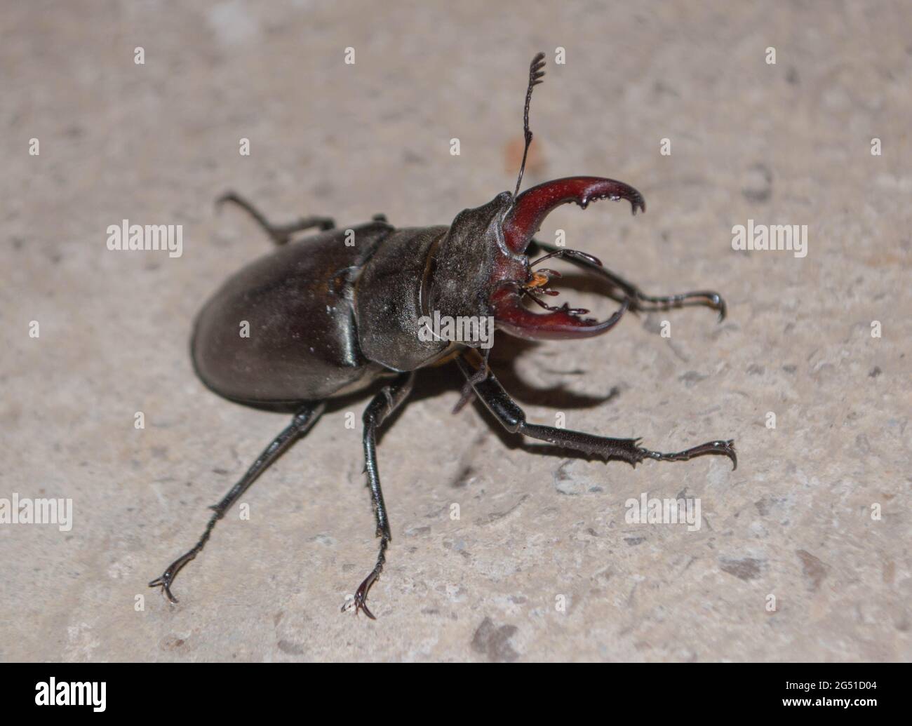 Lucanus cervus, coléoptère européen du cerf, espèce protégée, insecte a volé dans la maison Banque D'Images