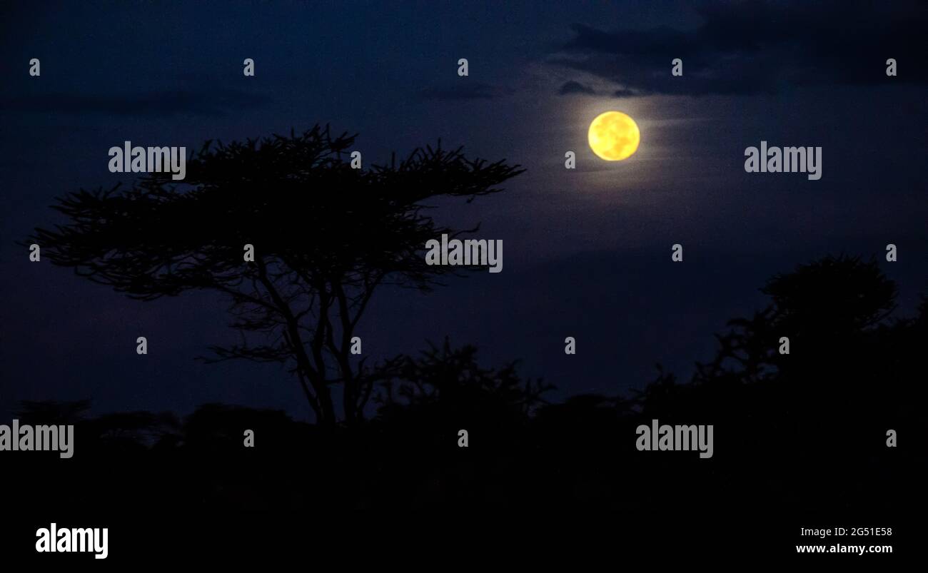 Pleine lune sur la silhouette de l'épine ombrelle (Acacia tortilis sous-espèce heteracantha) la nuit, zone de conservation de Ngorongoro, Tanzanie, Afrique Banque D'Images