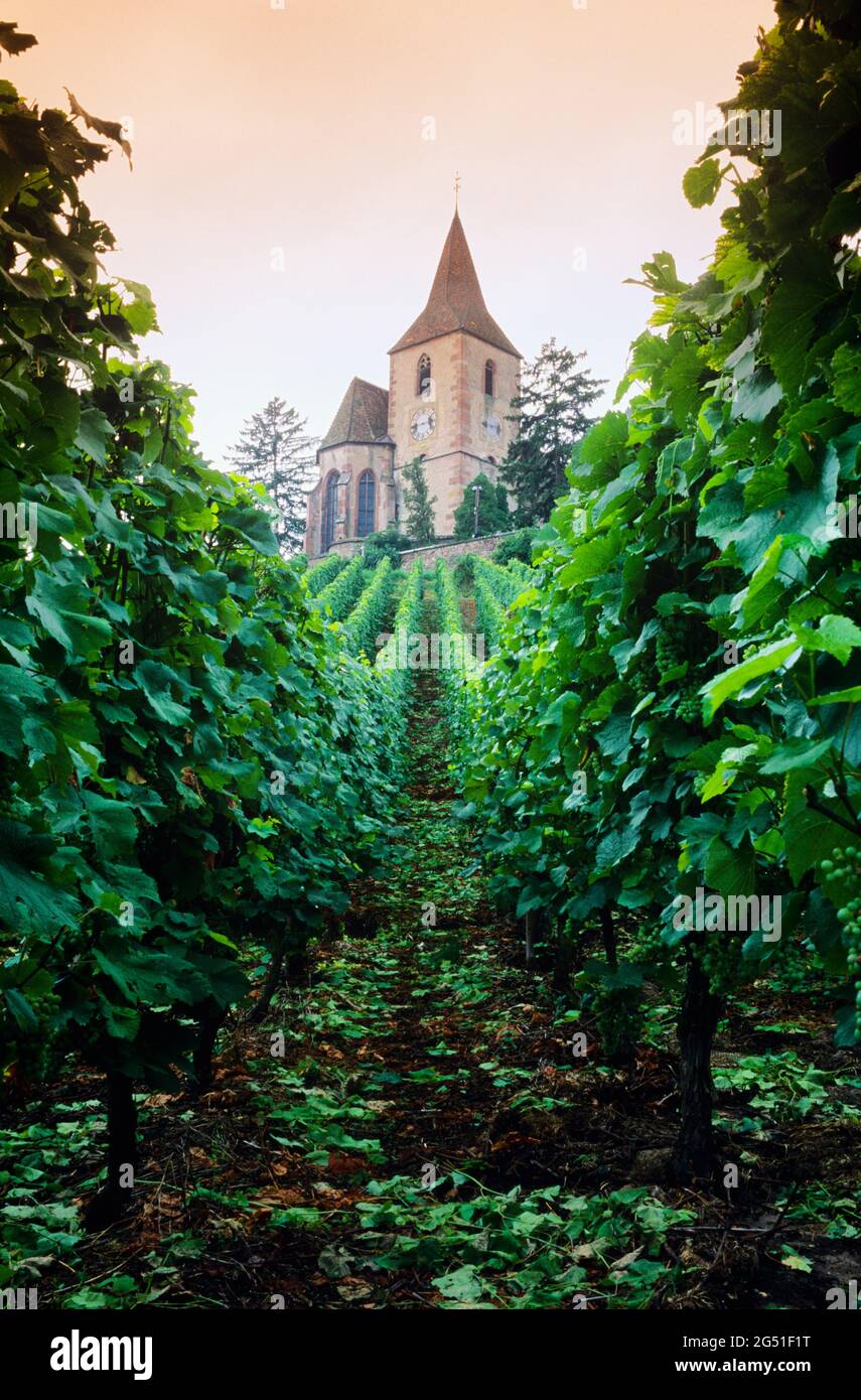 Église et vignoble à Hunawihr, Alsace, France Banque D'Images