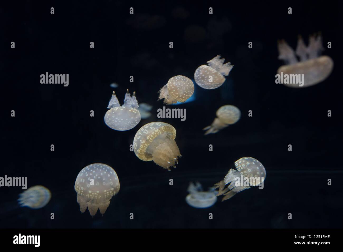 Méduses dans un réservoir à l'aquarium d'Osaka au Japon Banque D'Images