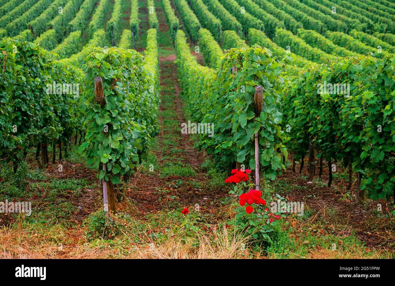 Vue sur le vignoble, Alsace, France Banque D'Images