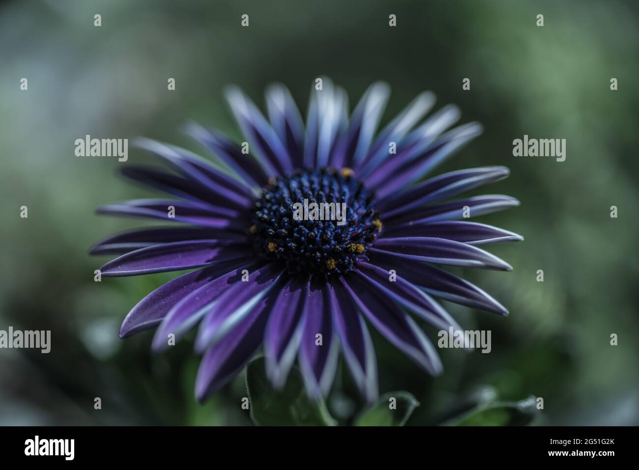 Gros plan d'une fleur de pâquerette violette sur un arrière-plan flou Photo  Stock - Alamy