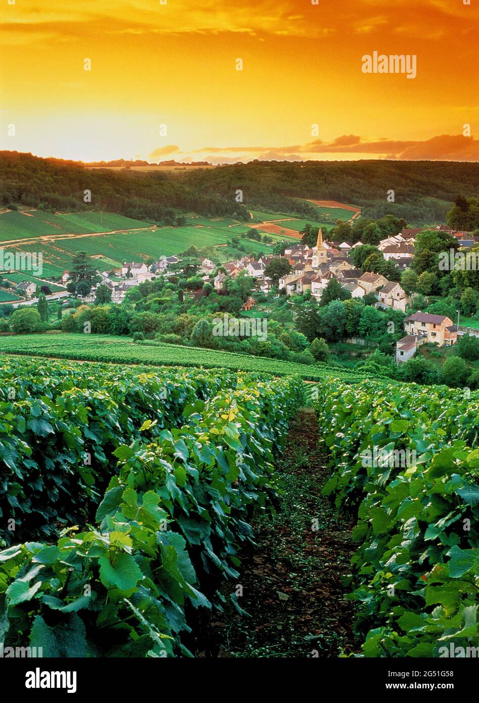 Village et vignobles au coucher du soleil, Pernand-Vergelesses, Côte de Beaune, Bourgogne, France Banque D'Images
